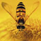 MORE THAN HONEY