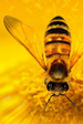 More than honey