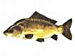 KARPFEN